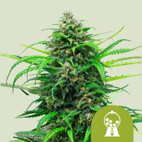 Pink Runtz Auto Royal Queen Seeds