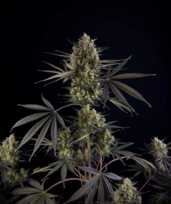 Pound Cake Auto Fast Buds Seeds
