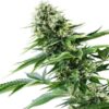 Power Plant Royal Queen Seeds