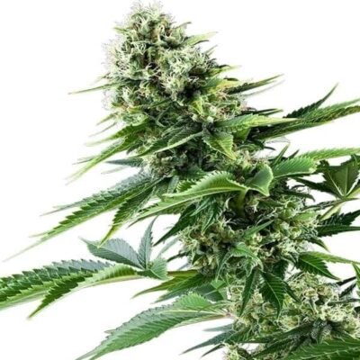 Power Plant Royal Queen Seeds