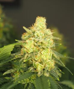 Power Plant Dutch Passion Seeds