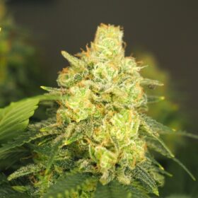Power Plant Dutch Passion Seeds