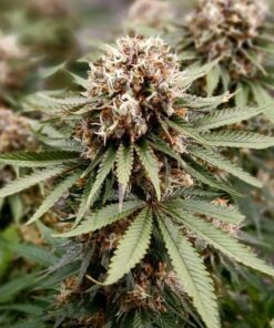 Power Plant regular Dutch Passion Seeds
