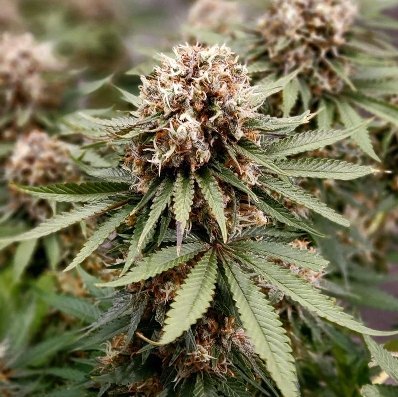 Power Plant regular Dutch Passion Seeds