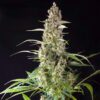 Prima Hollandica regular SuperSativaSeedClub