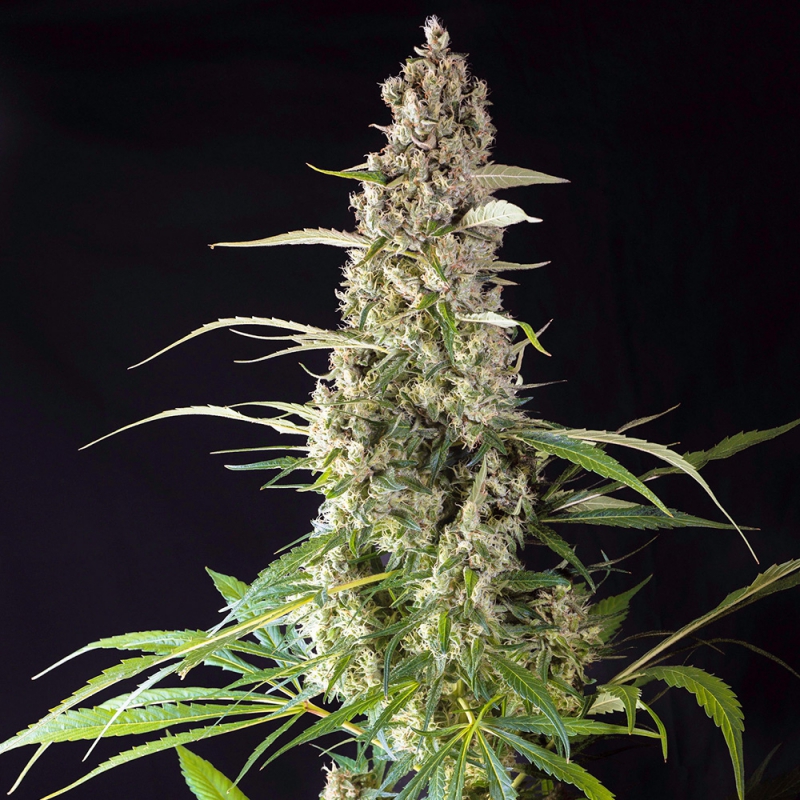 Prima Hollandica regular SuperSativaSeedClub