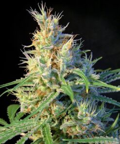 Psicodelicia Sweet Seeds