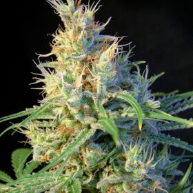 Psicodelicia Sweet Seeds