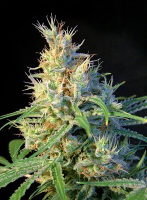 Psicodelicia Sweet Seeds
