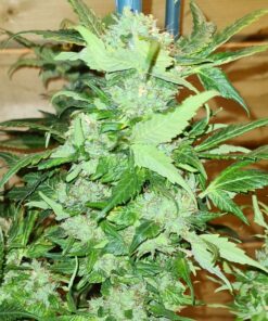 Pumpkin Kush Regular Royal Queen Seeds