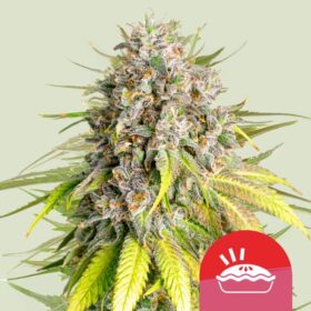 Punch Pie Tyson x Royal Queen Seeds