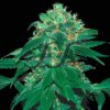 Punky Lion SamsaraSeeds