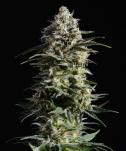 Pure Skunk Fast Kannabia Seeds