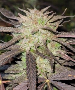 Purple #1 regular Dutch Passion Seeds