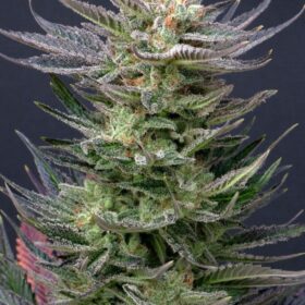 Purple Dream Auto Kannabia Seeds