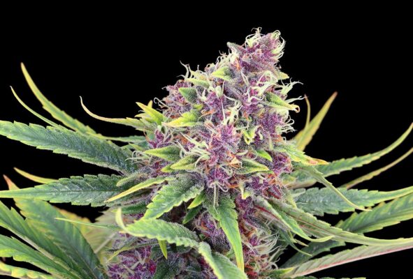 Purple Kush Kannabia Seeds