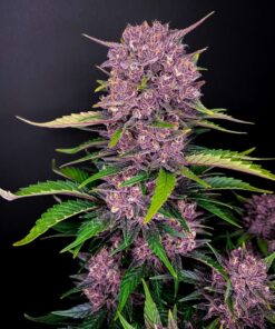 Purple Lemonade Auto — изображение 2