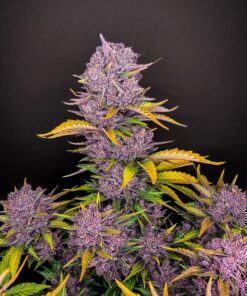Purple Lemonade Auto — изображение 3