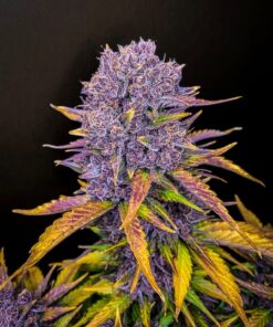 Purple Lemonade Auto — изображение 4