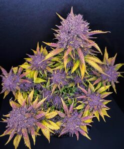 Purple Lemonade Auto — изображение 5