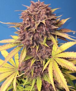 Purple Lemonade Auto — изображение 6