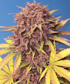 Purple Lemonade Auto — изображение 7
