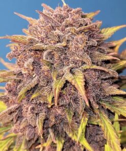 Purple Lemonade Auto — изображение 8