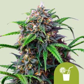 Purple Lemonade Auto Royal Queen Seeds