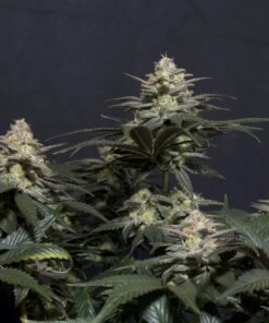 Purple Lemonade FF — изображение 9