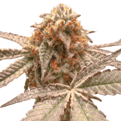 Purple OG Punch SuperSativaSeedClub