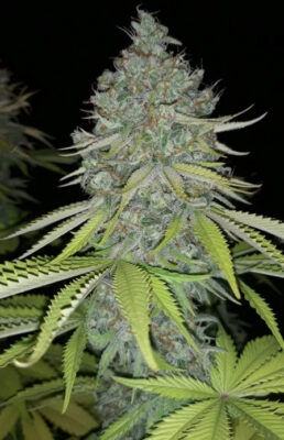 Purple OG Punch Auto SuperSativaSeedClub