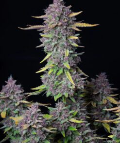 Purple Punch Auto — изображение 2