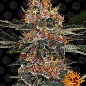 Purple Punch Auto Barneys Farm Seeds
