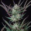 Purple Punch Auto Royal Queen Seeds