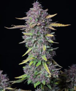 Purple Punch Auto — изображение 3