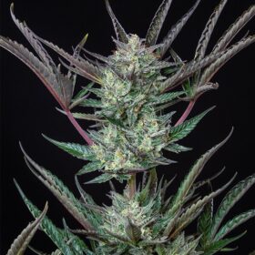Purple Punch Auto Royal Queen Seeds