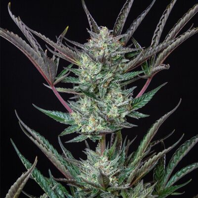 Purple Punch Auto Royal Queen Seeds