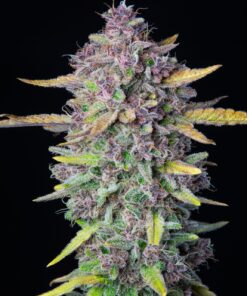 Purple Punch Auto — изображение 4