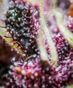 Purple Punch Auto — изображение 5