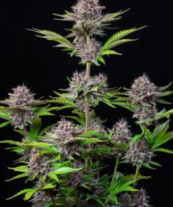 Purple Punch Auto — изображение 6