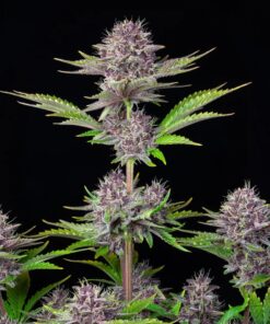 Purple Punch Auto — изображение 7