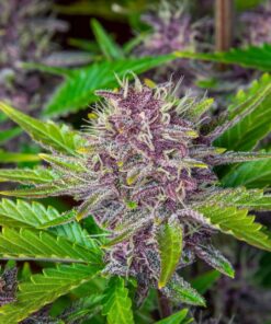 Purple Punch Auto — изображение 8