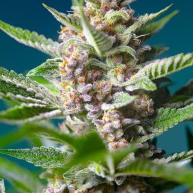 Purple Punch OG Sweet Seeds