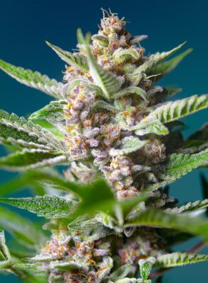Purple Punch OG Sweet Seeds