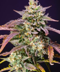 Purple Punch OG XL Auto Sweet Seeds