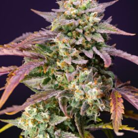 Purple Punch OG XL Auto Sweet Seeds