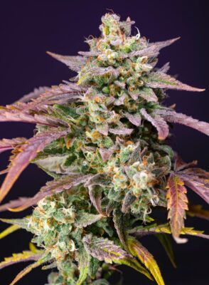 Purple Punch OG XL Auto Sweet Seeds