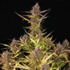Purple Queen Auto Auto Royal Queen Seeds