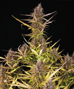 Purple Queen Auto Auto Royal Queen Seeds