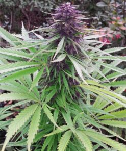 Purple #1 Dutch Passion Seeds